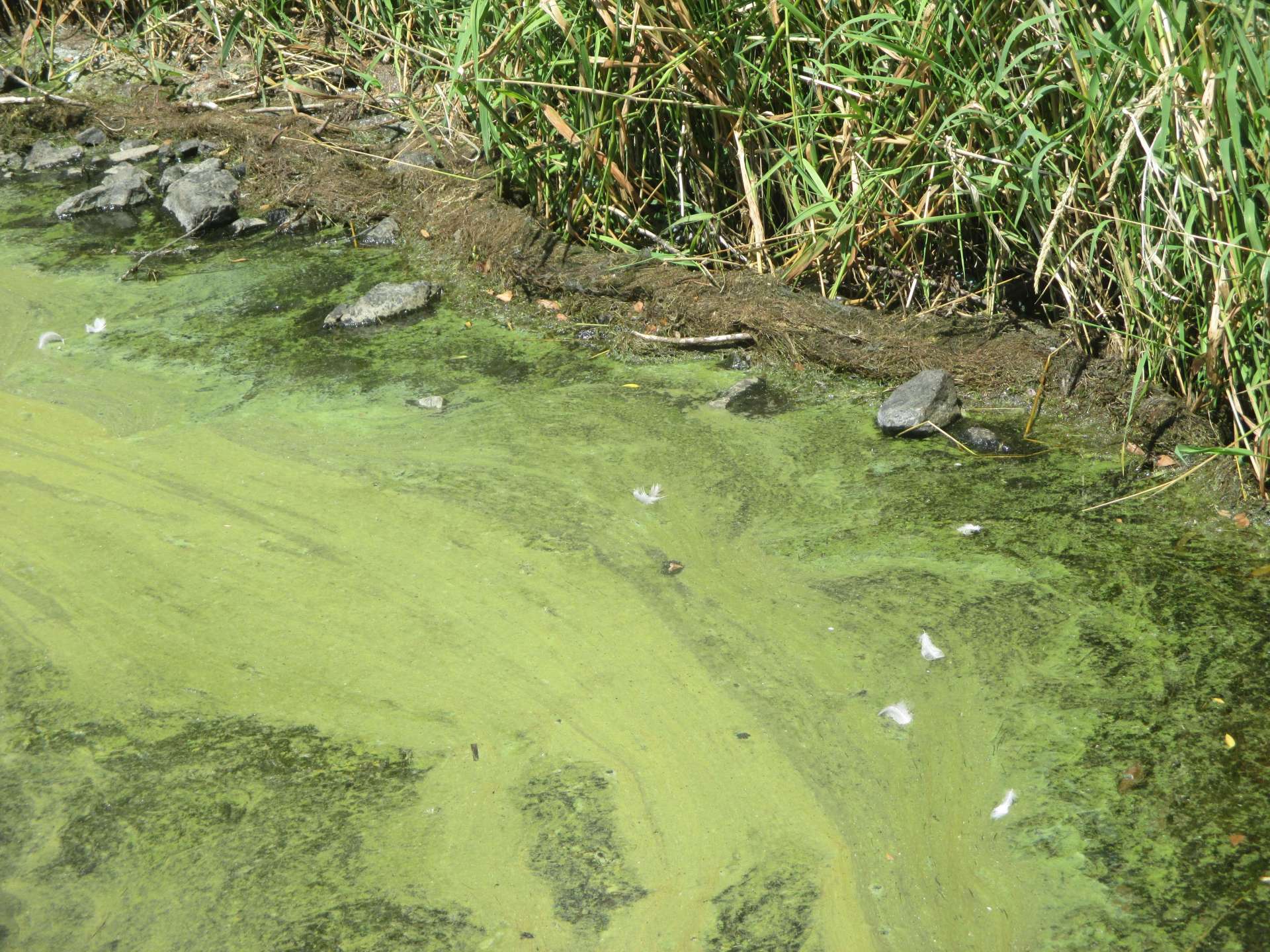 Blaualgen Aartalsperre