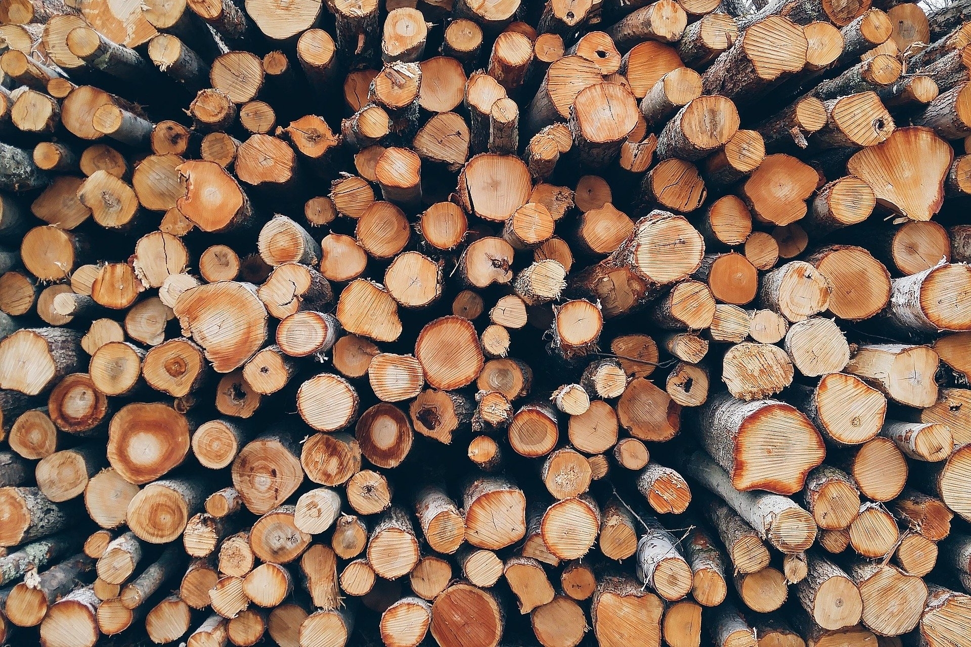 Holz / Baumstämme