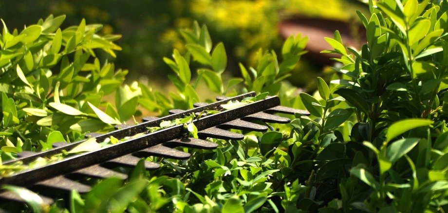 Hecke schneiden