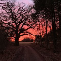 Dicke Eiche in Ballersbach