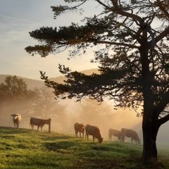 Kuhweide beim Hochbehälter in Offenbach