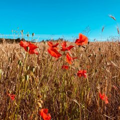 Blumenwiese