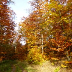 Herbstbild