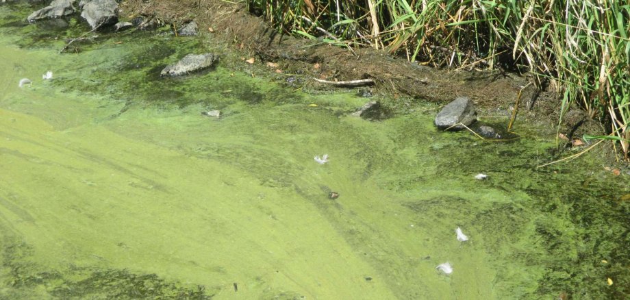 Blaualgen Aartalsperre