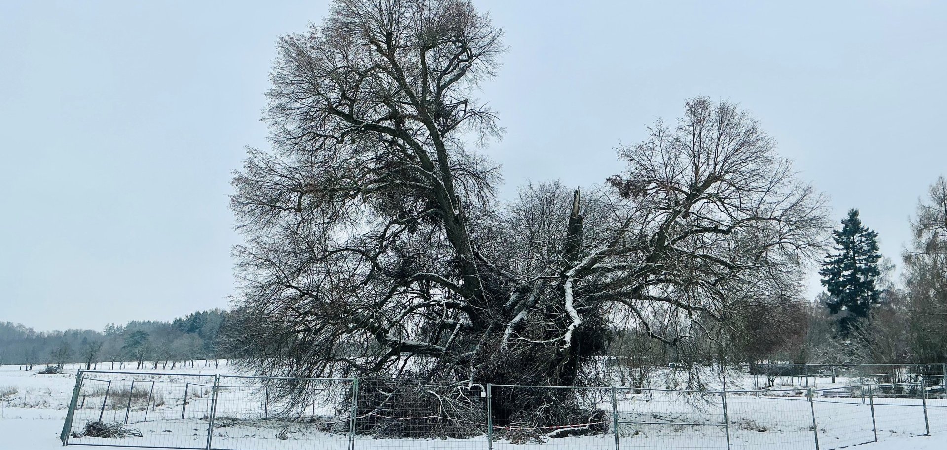 Brunnenlinde Bellersdorf